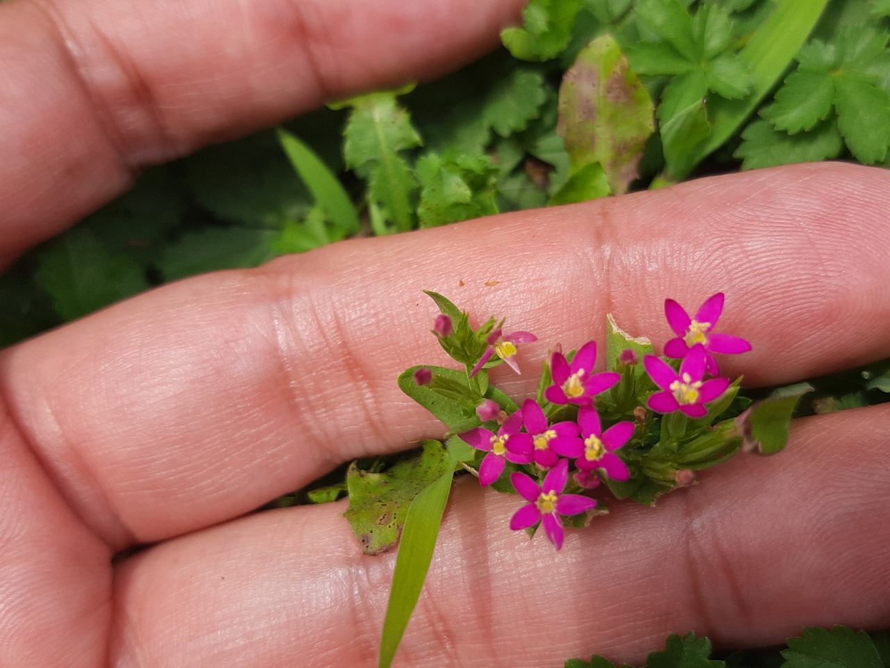 Centaurium pulchellum