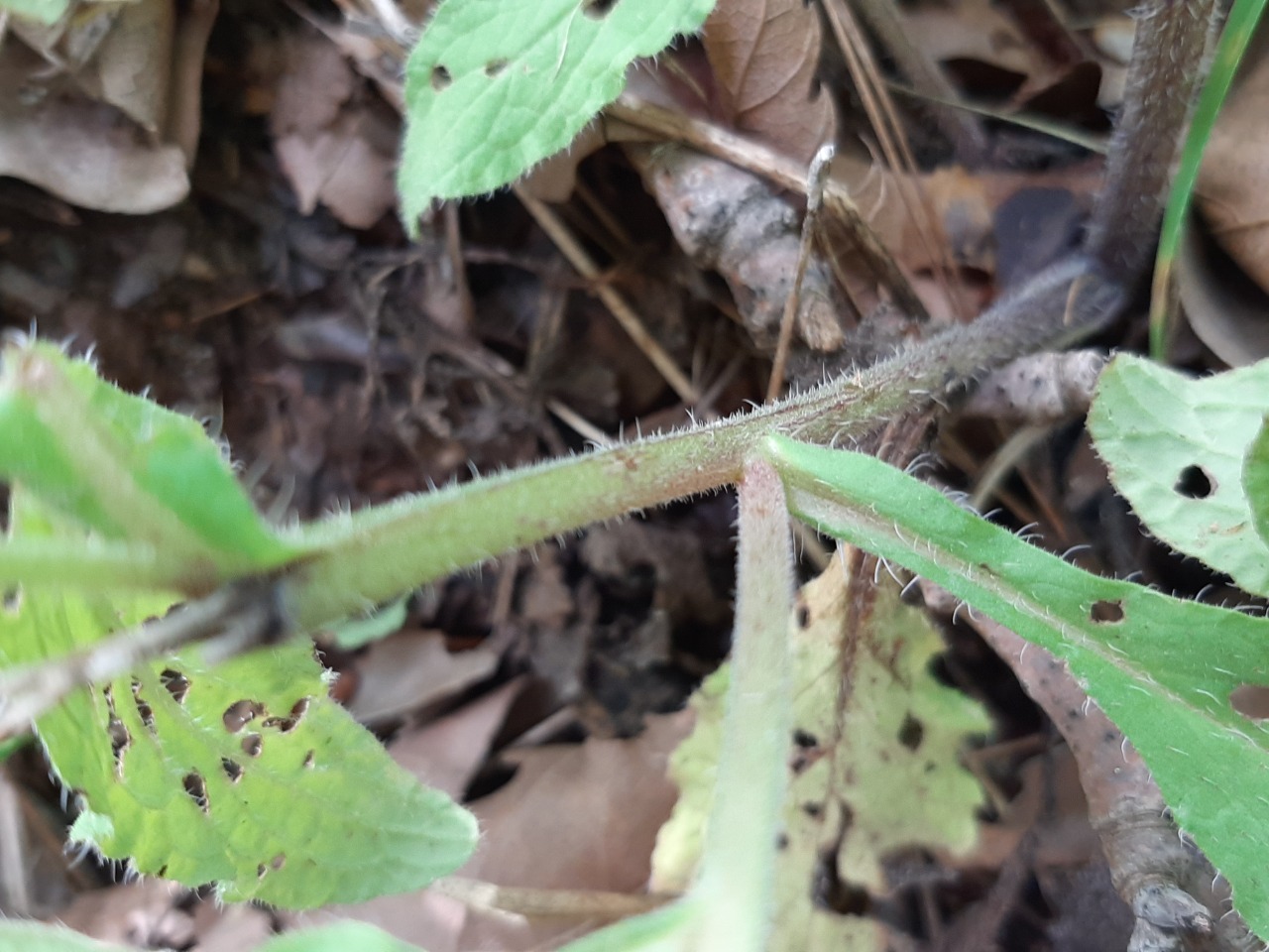 Symphytum anatolicum