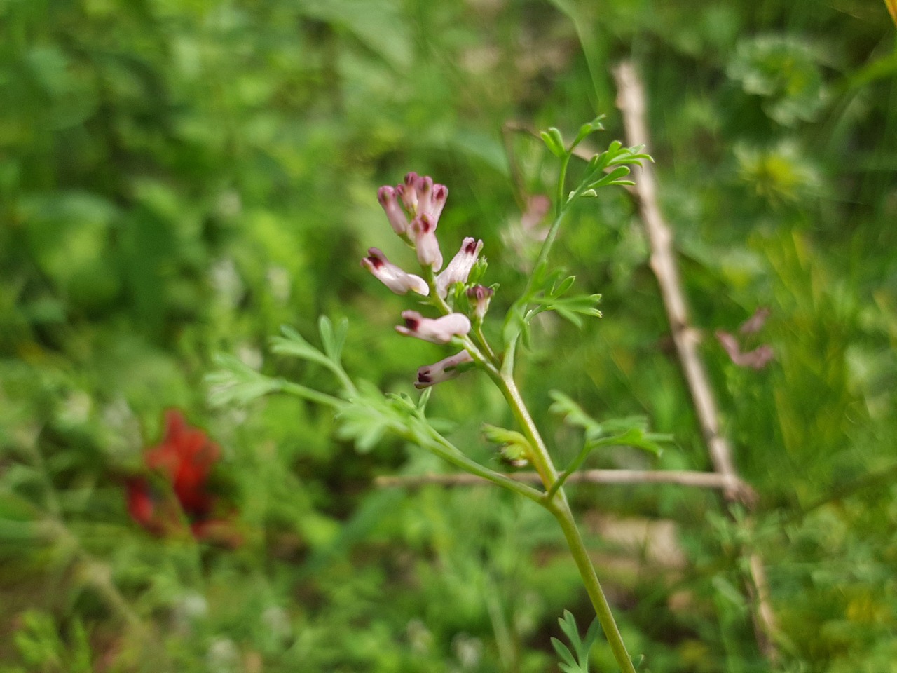 Fumaria parviflora