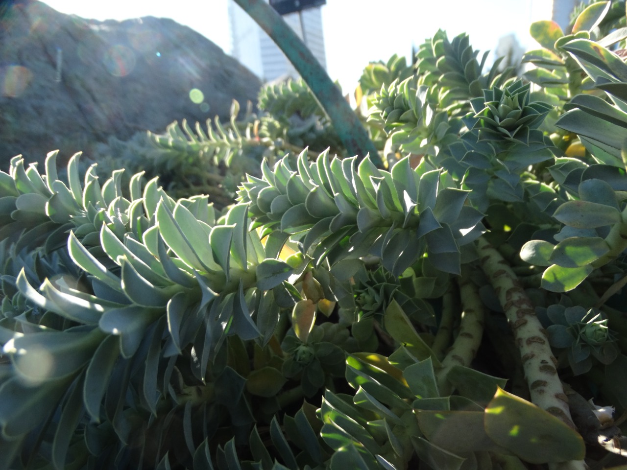 Euphorbia myrsinites