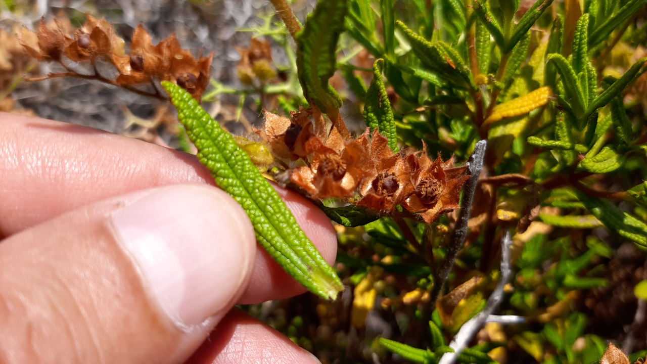 Cistus monspeliensis