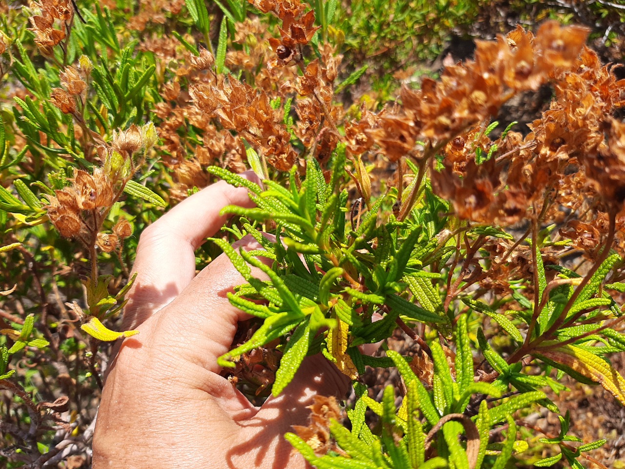 Cistus monspeliensis