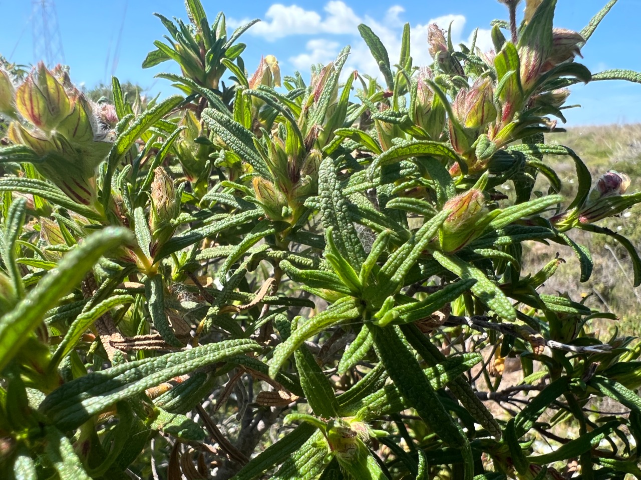 Cistus monspeliensis