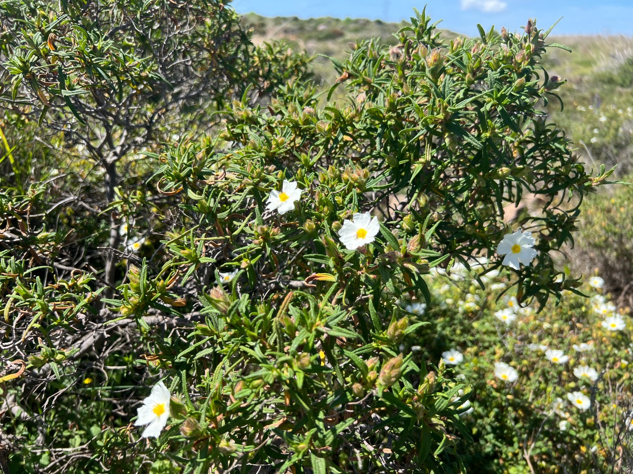 Cistus monspeliensis