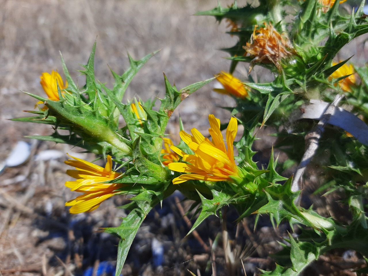 Scolymus maculatus