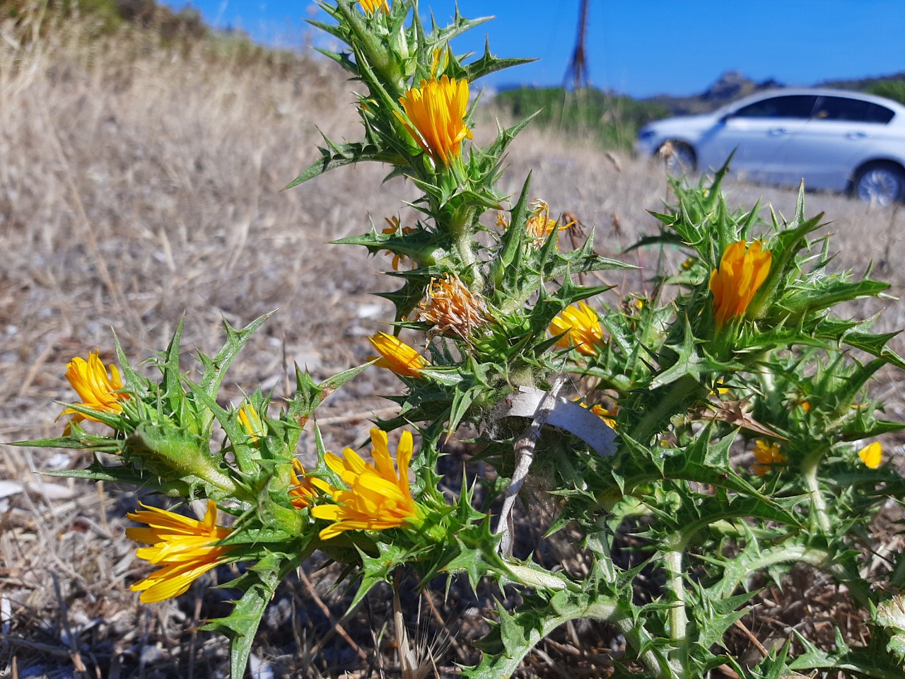 Scolymus maculatus