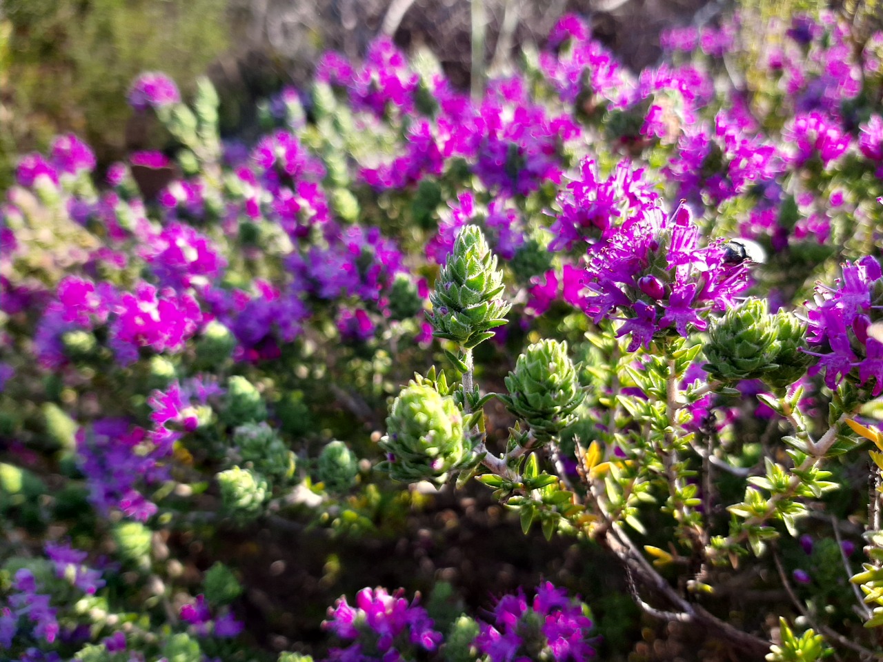 Thymus zygioides