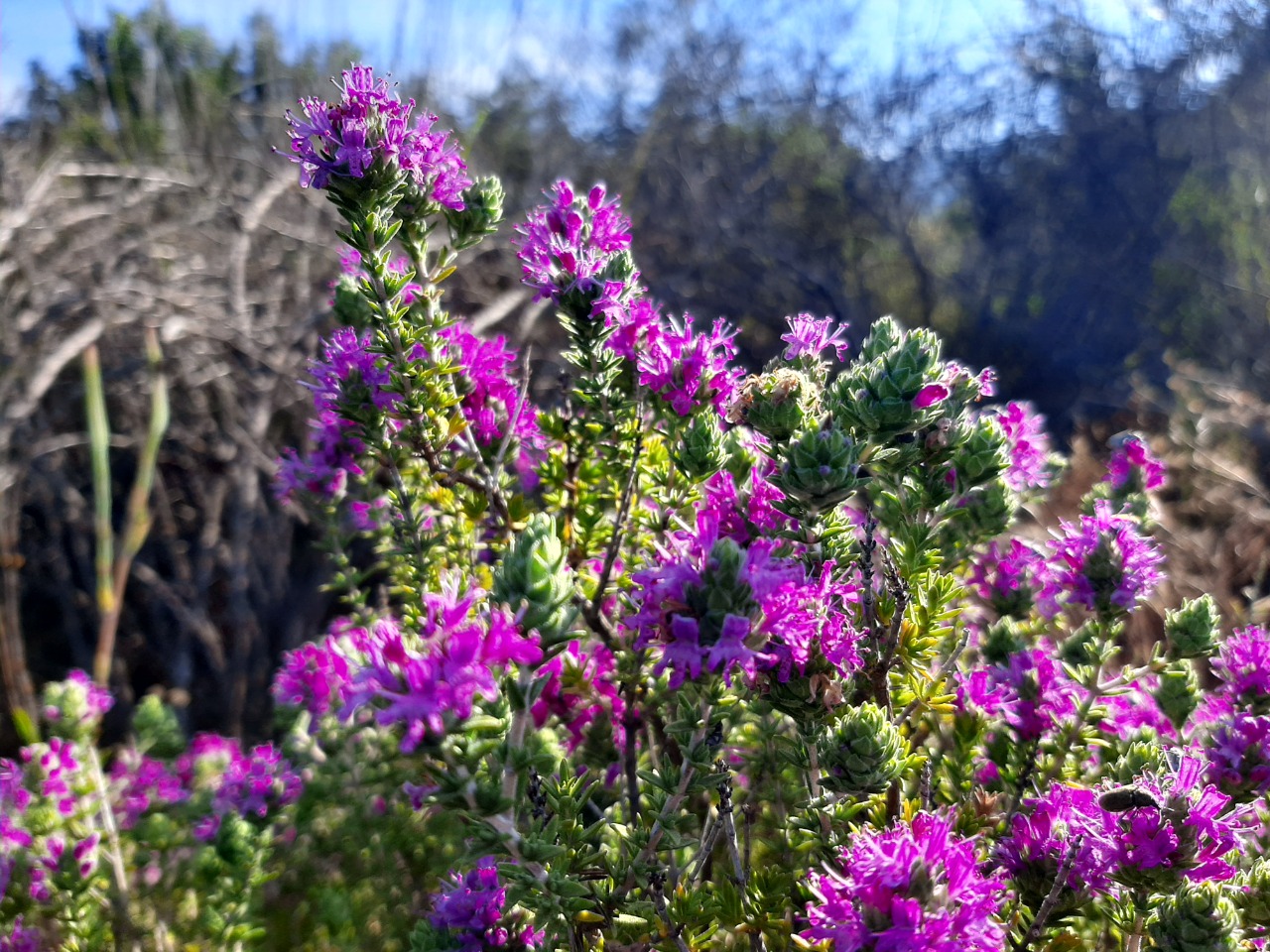 Thymus zygioides