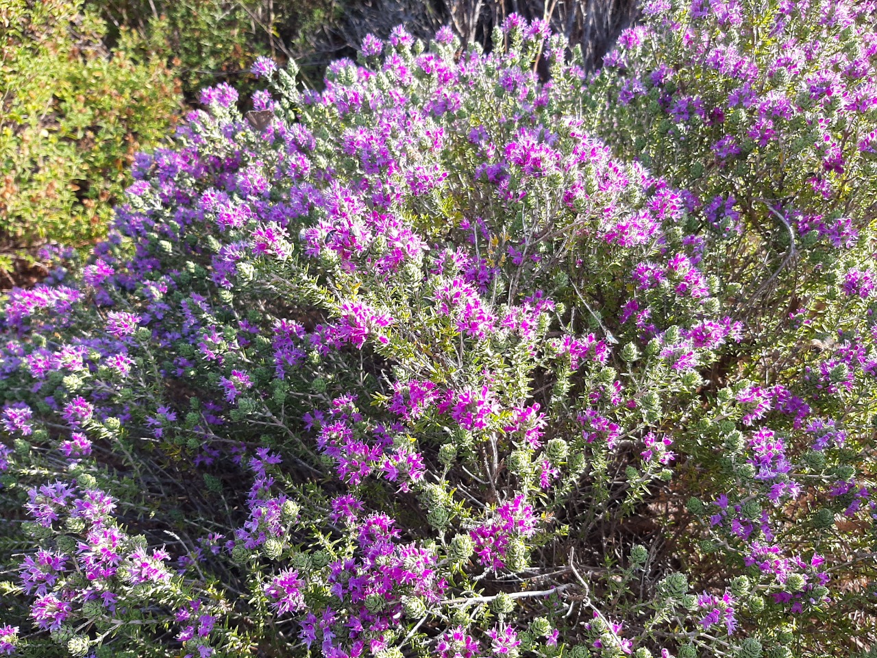 Thymus zygioides