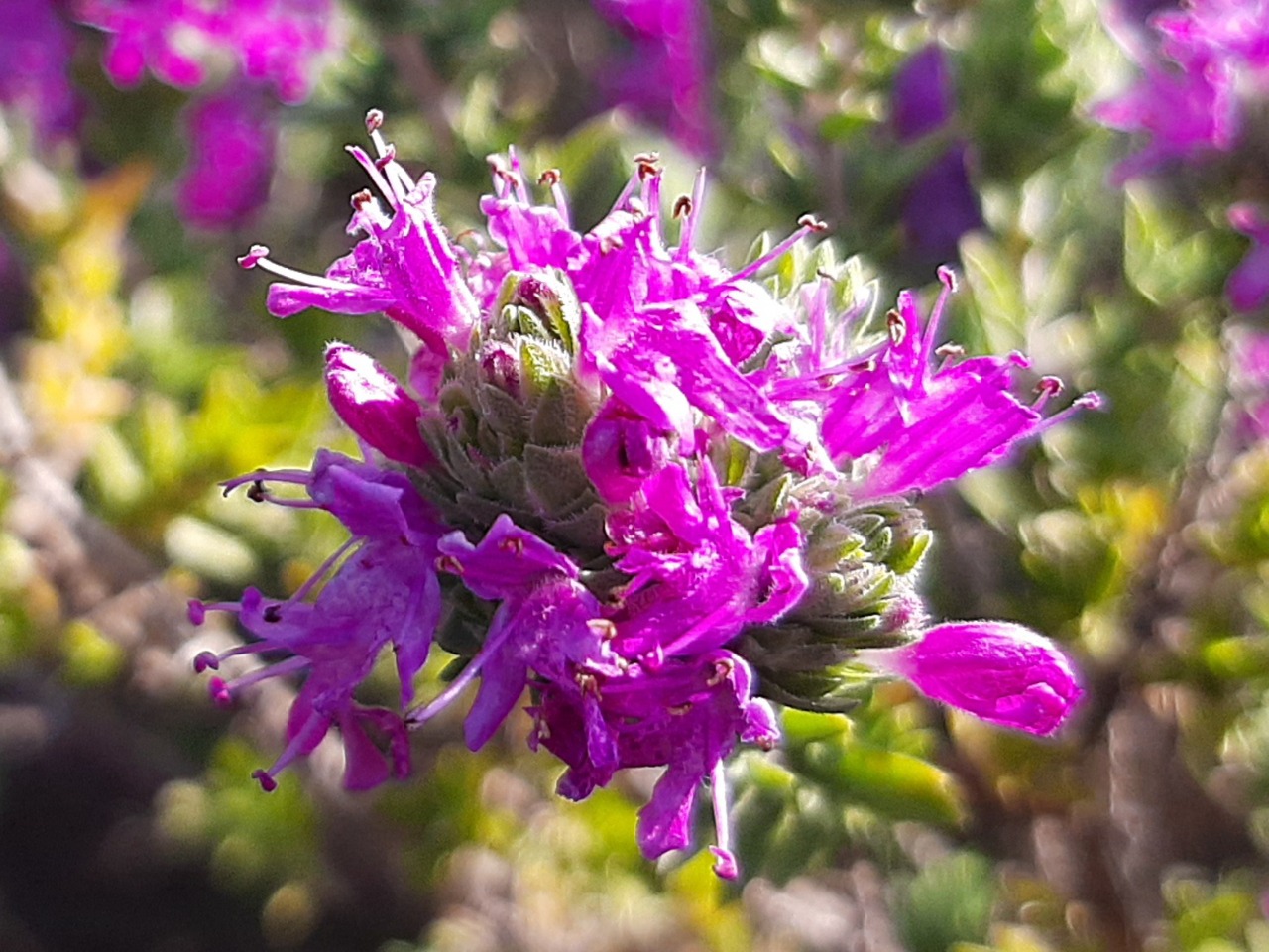 Thymus zygioides