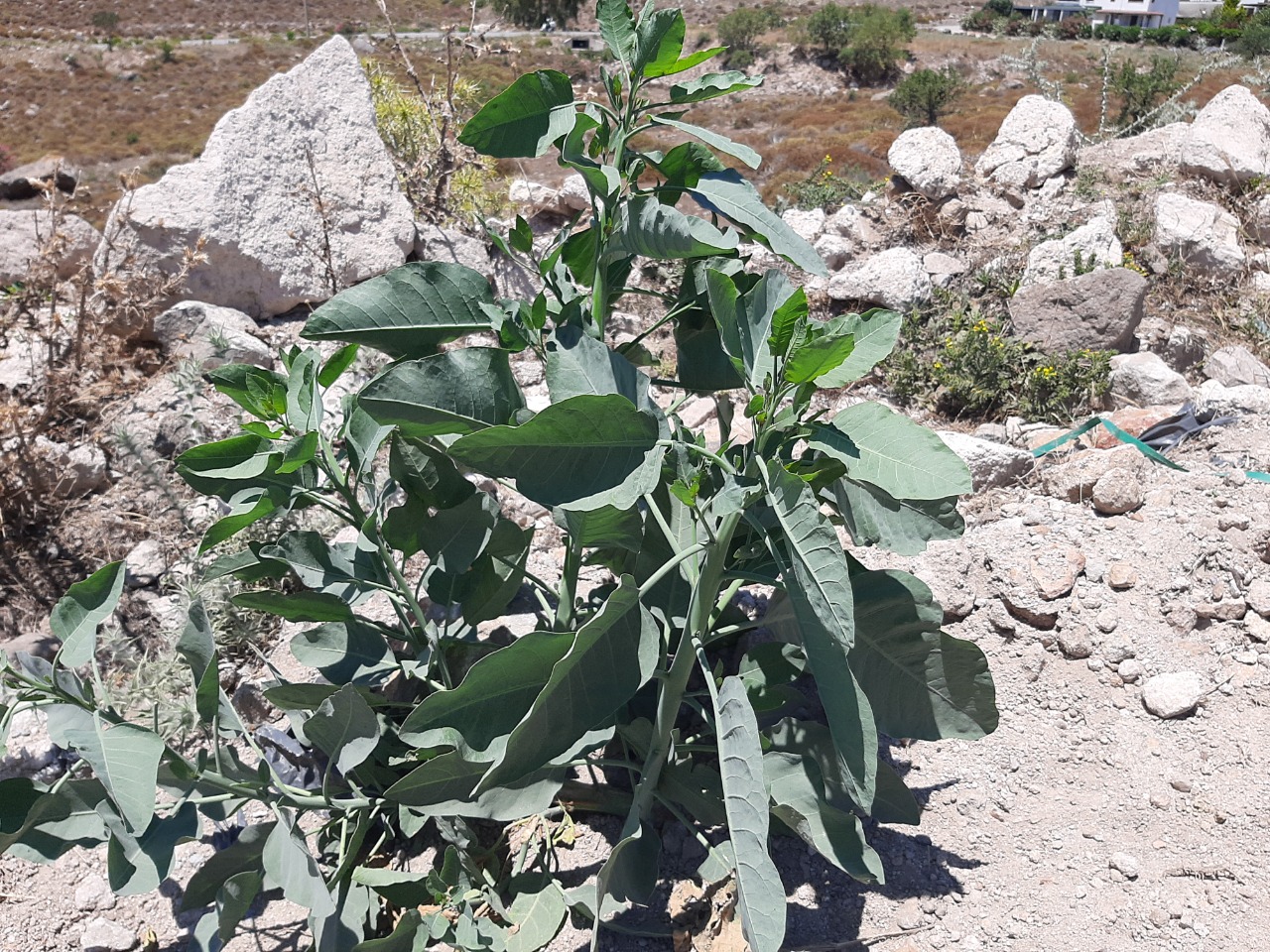 Nicotiana glauca