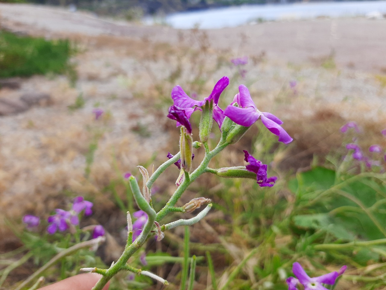 Matthiola incana