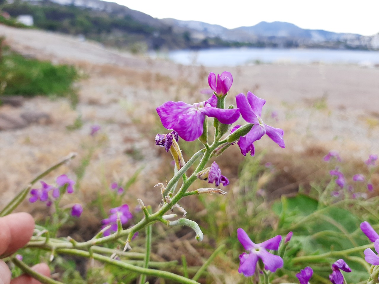 Matthiola incana