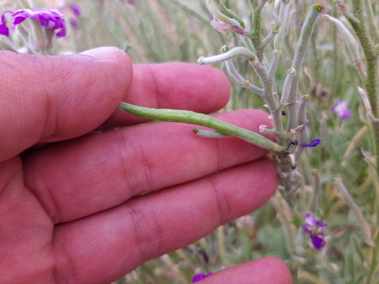 Matthiola incana