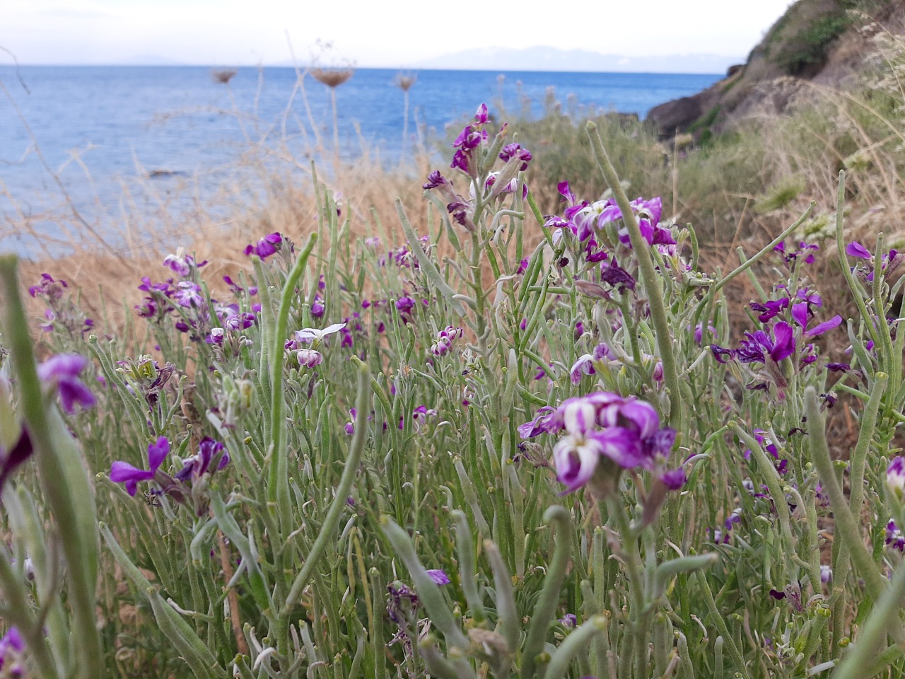 Matthiola incana