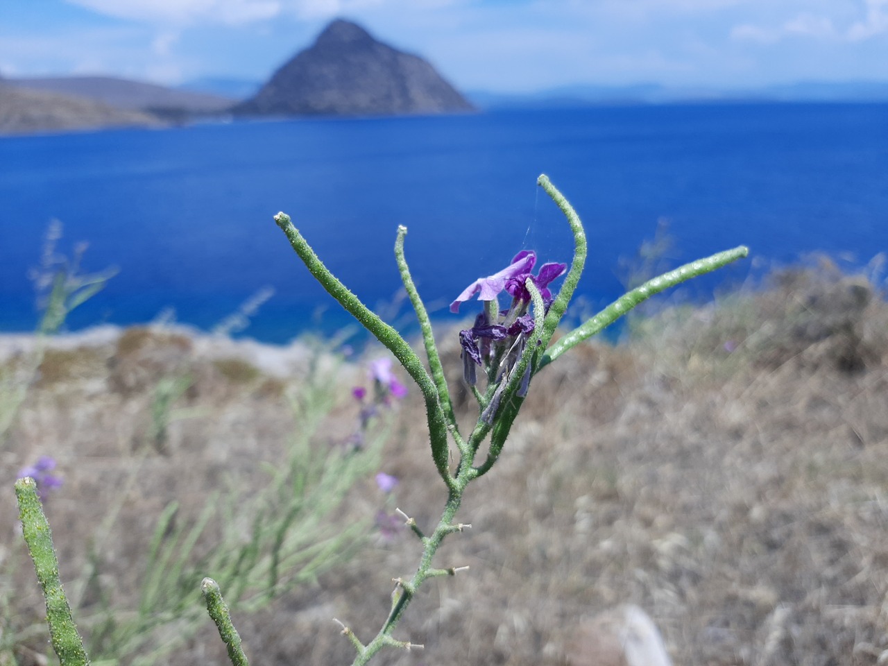 Matthiola incana