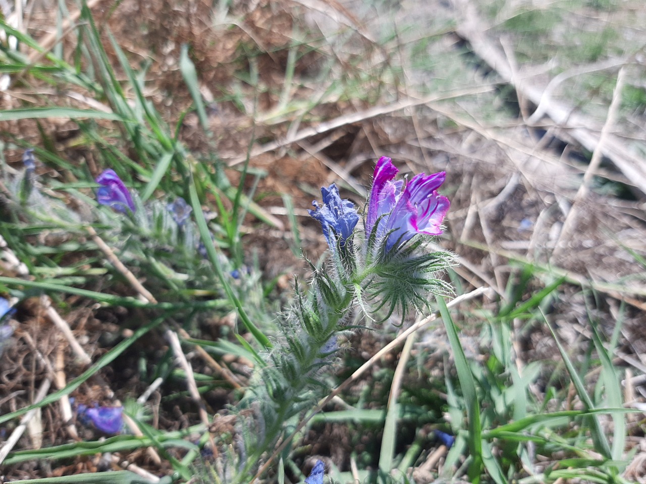 Echium angustifolium