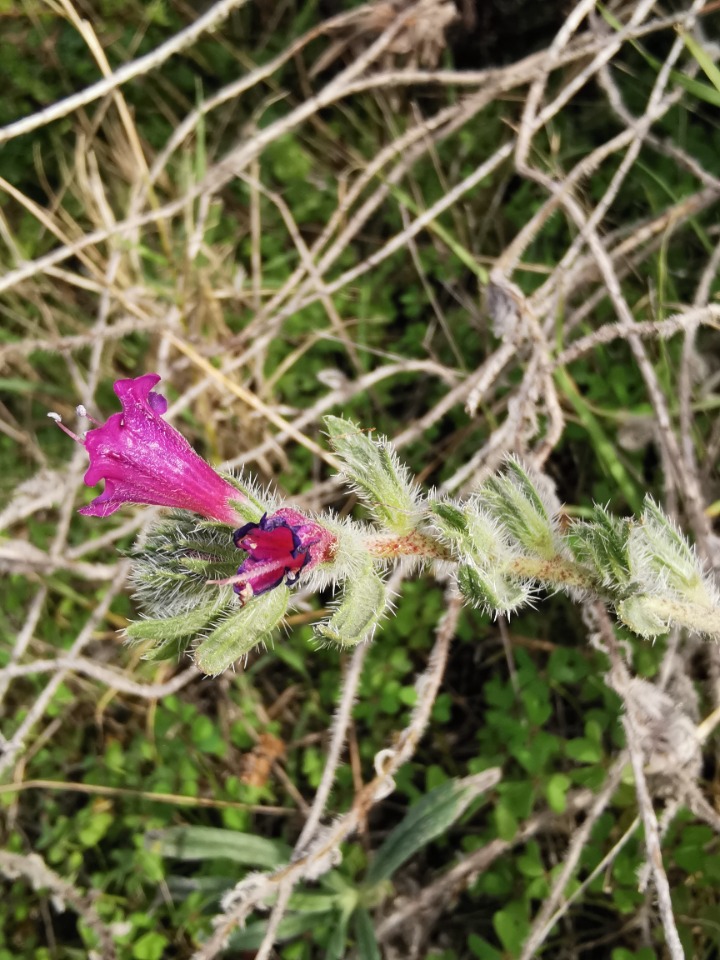 Echium angustifolium