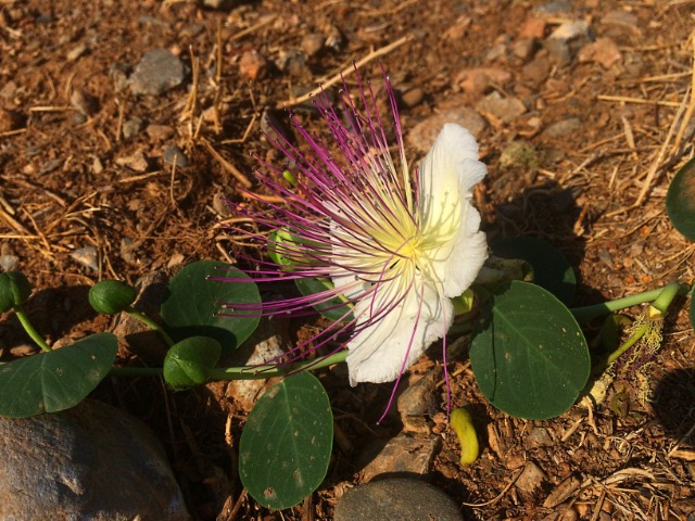 Capparis aegyptia