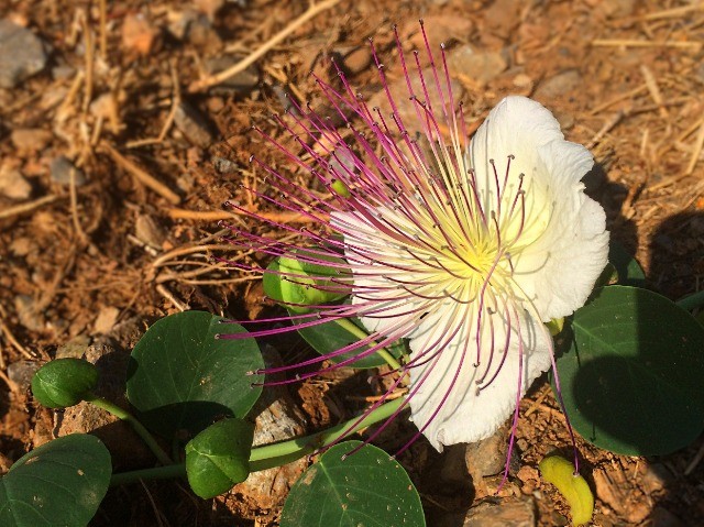 Capparis aegyptia