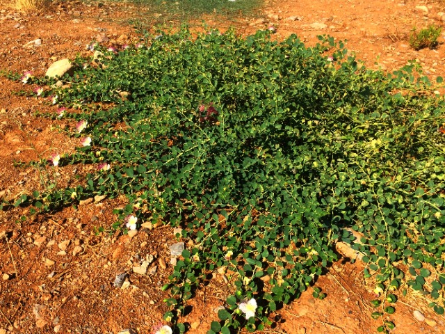 Capparis aegyptia