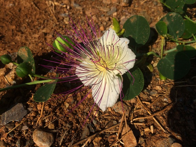 Capparis aegyptia