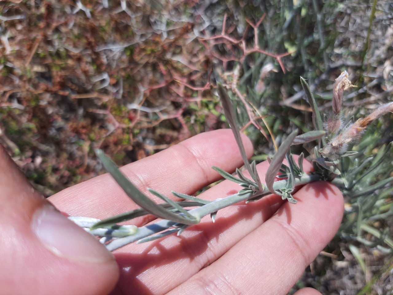 Convolvulus oleifolius