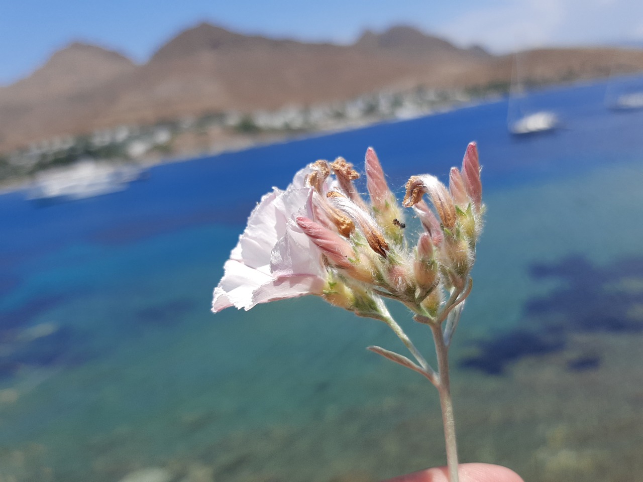 Convolvulus oleifolius