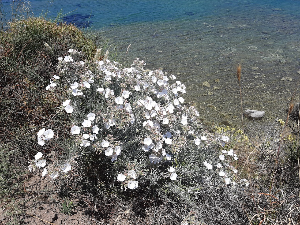 Convolvulus oleifolius