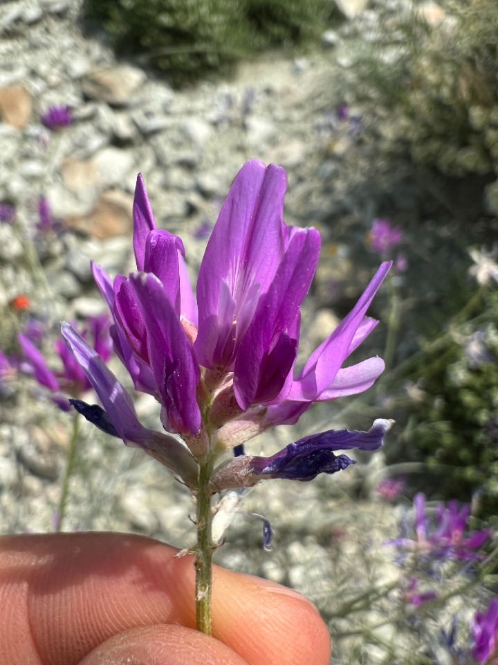 Astragalus xylobasis