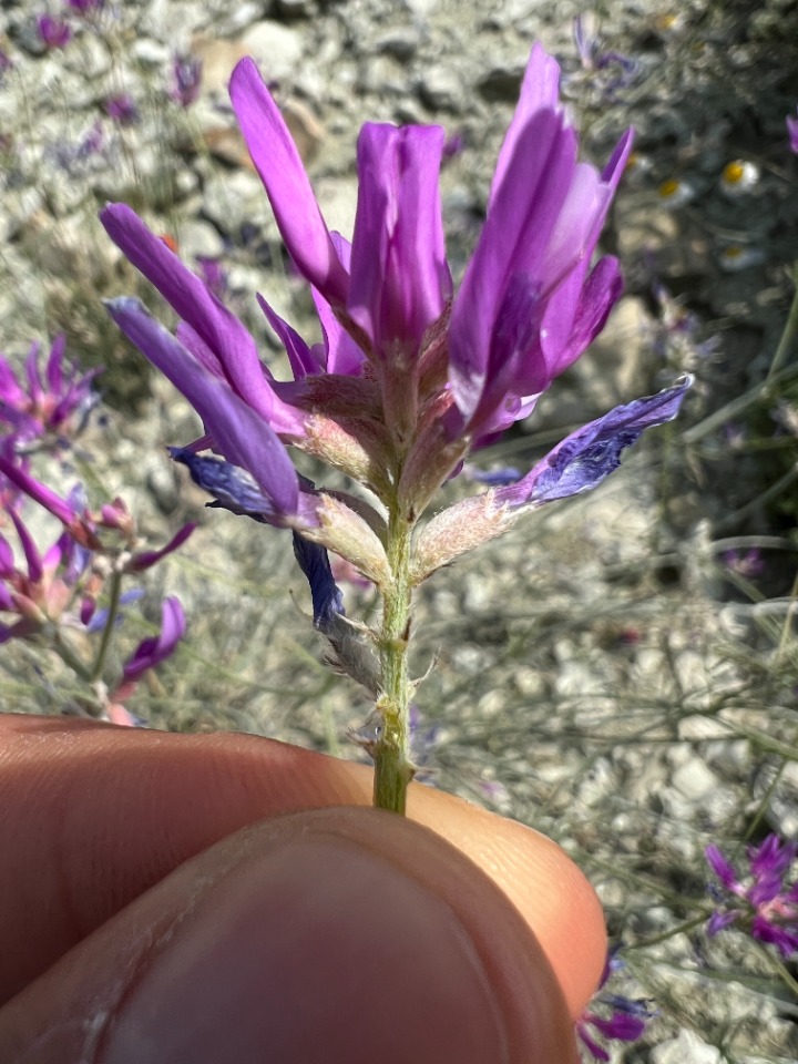 Astragalus xylobasis