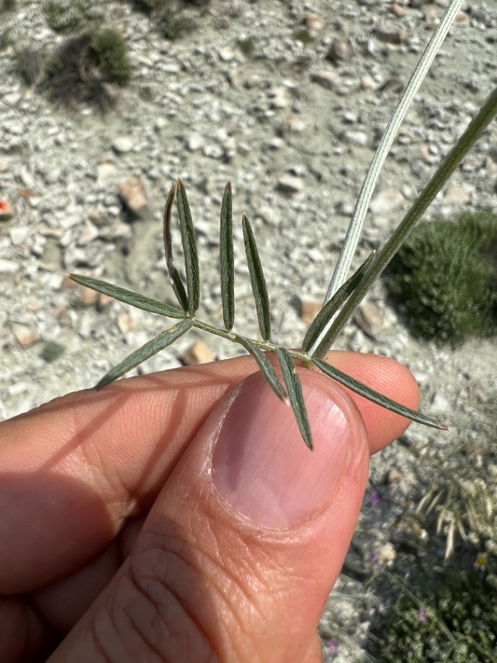 Astragalus xylobasis