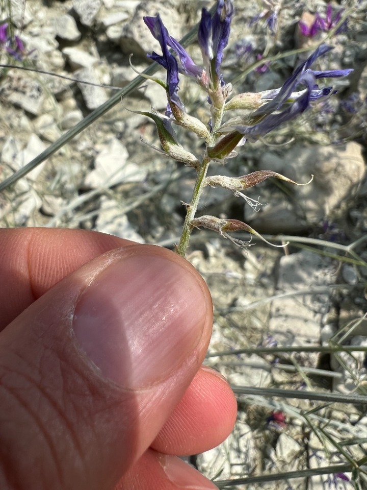 Astragalus xylobasis