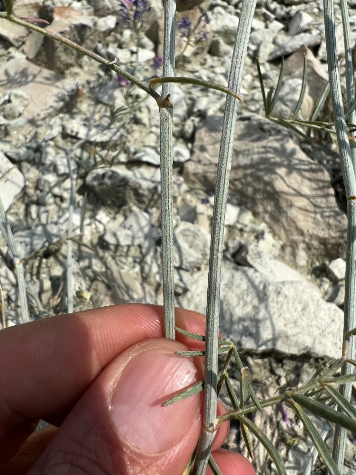 Astragalus xylobasis