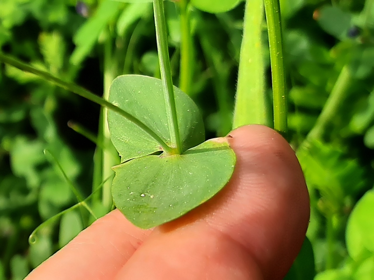 Lathyrus aphaca