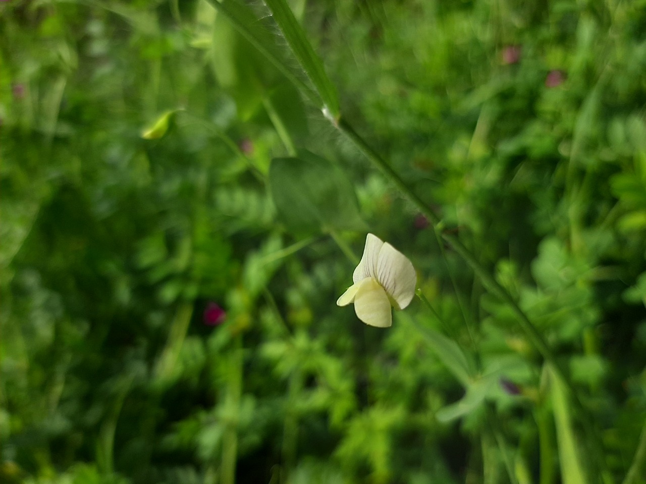 Lathyrus aphaca