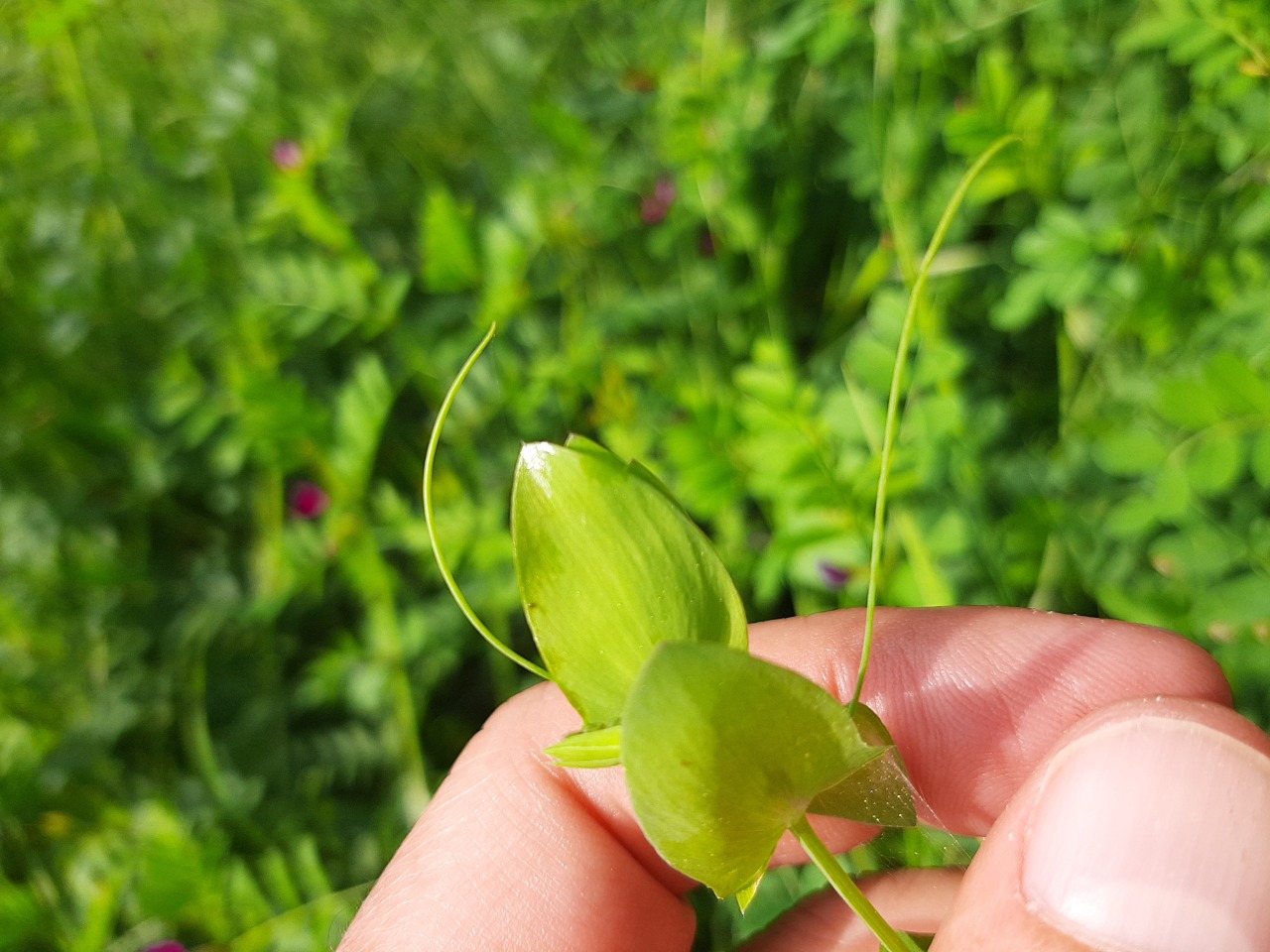 Lathyrus aphaca