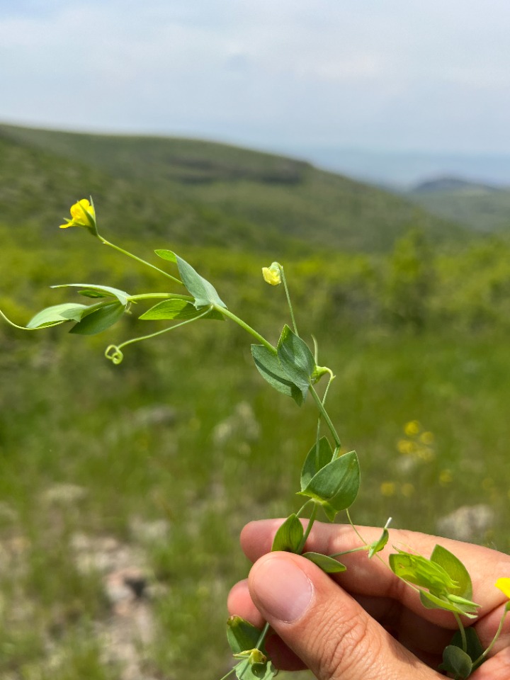 Lathyrus aphaca