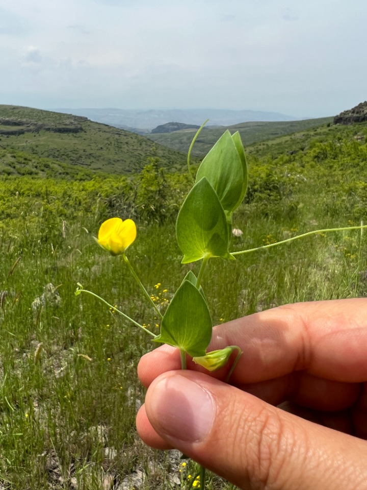 Lathyrus aphaca