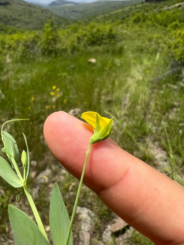 Lathyrus aphaca