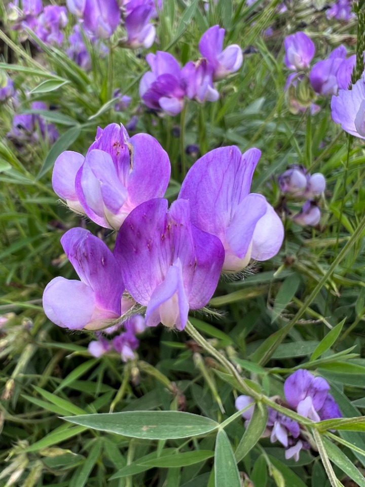 Lathyrus tukhtensis