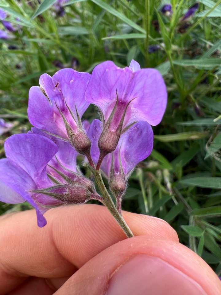 Lathyrus tukhtensis