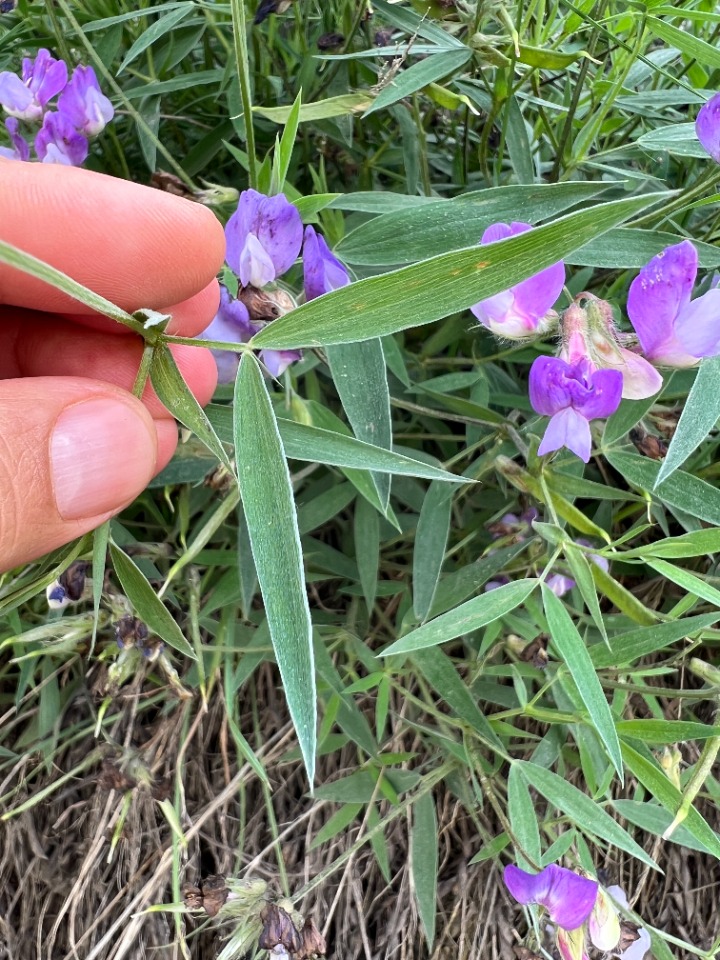 Lathyrus tukhtensis