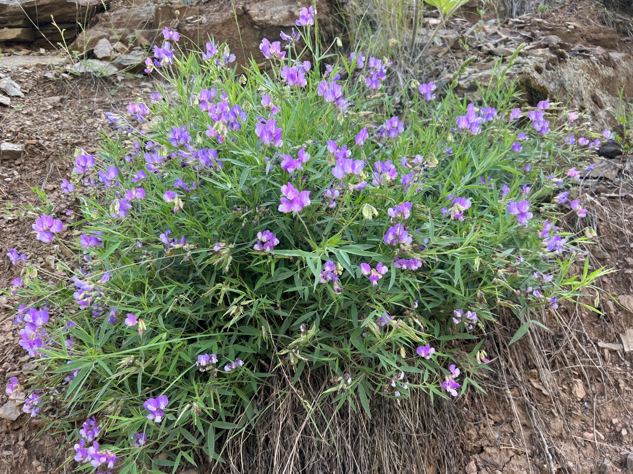 Lathyrus tukhtensis