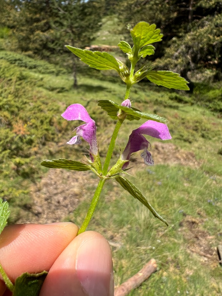 Lamium maculatum