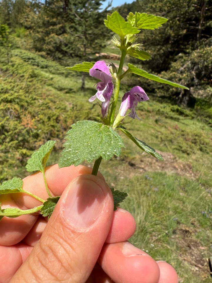 Lamium maculatum