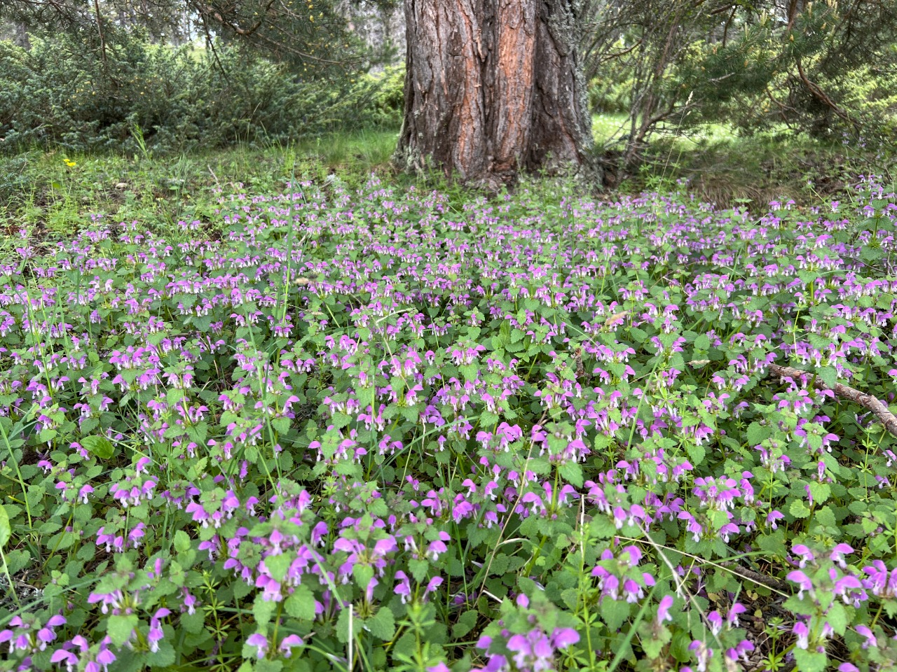 Lamium maculatum