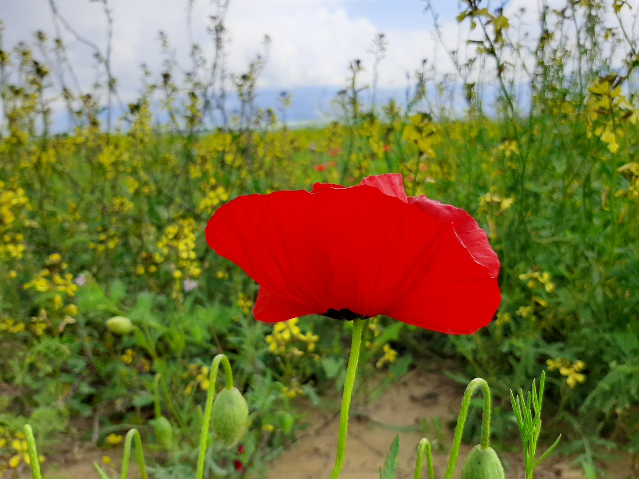 Papaver macrostomum