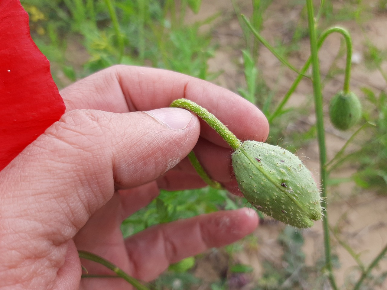 Papaver macrostomum