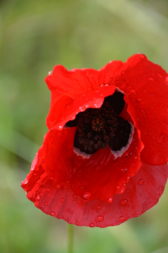 Papaver macrostomum